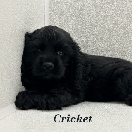puppy, for, sale, Cocker Spaniel, Joe & Cherri  Overlease, dog, breeder, Miller, MO, dog-breeder, puppy-for-sale, forsale, nearby, find, puppyfind, locator, puppylocator, aca